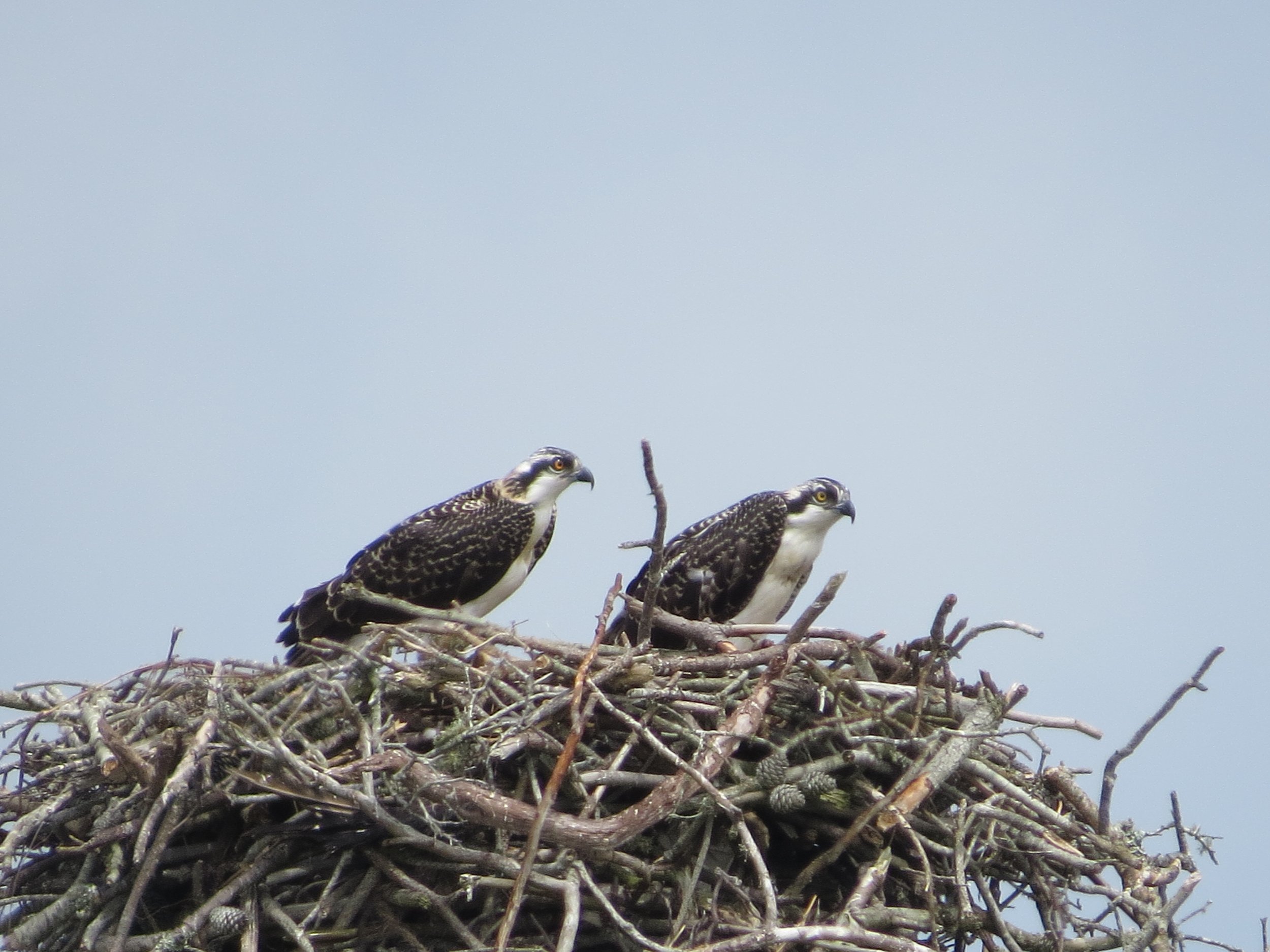 two chicks in nest 7.16.JPG