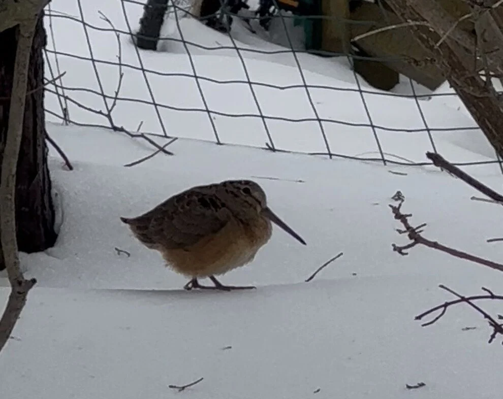 Current Nature: Weathering The Storm