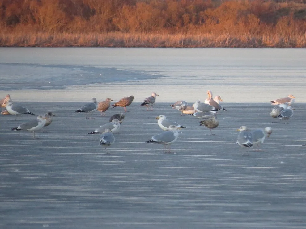 Current Nature: Inside A Bird's Winter Survival Kit