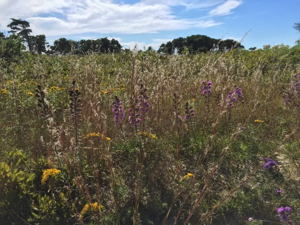 Save our Sound Webinar: Wildflowers &amp; Wildlife of Our Coastal Grasslands