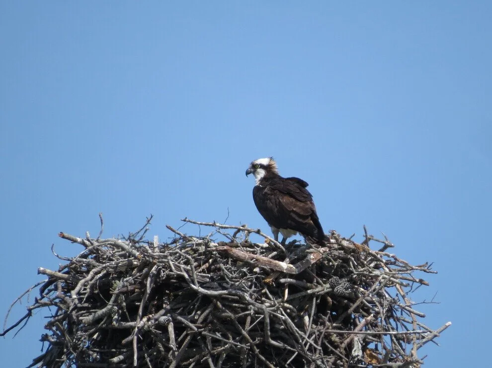 Current Nature: Eyes To The Sky, Ospreys Are Returning