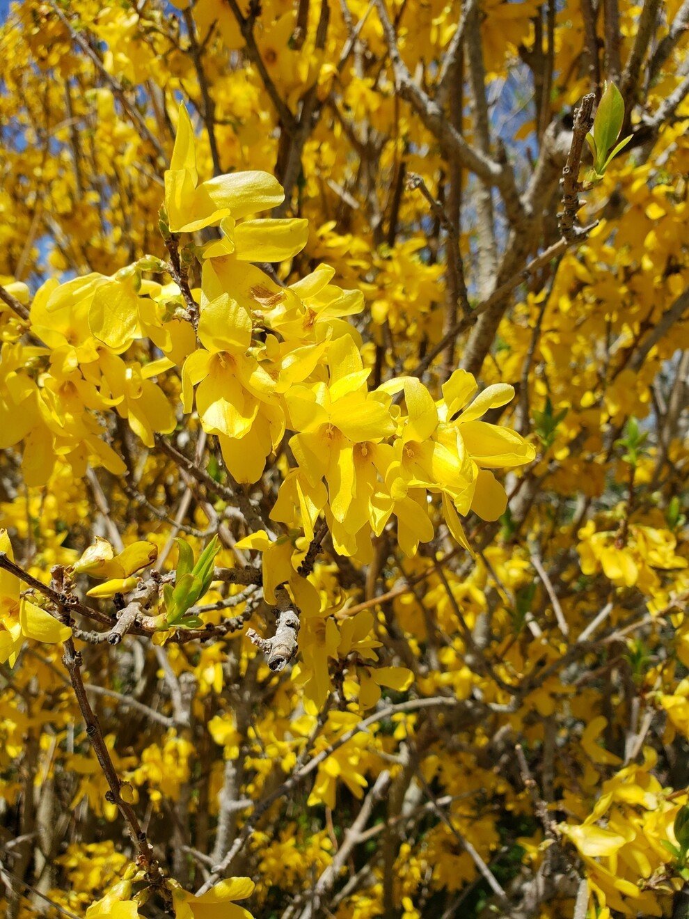 Current Nature: Featuring Forsythias