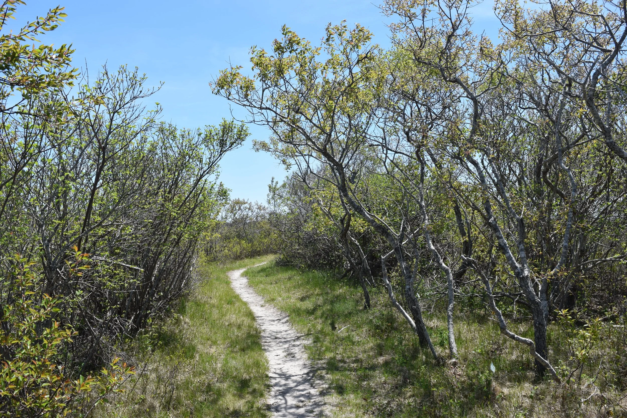 Guided Nature Walk - Things are Greening Up at LLNF