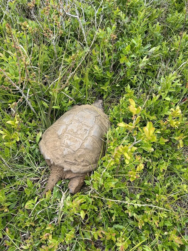 Guided Nature Walk - Wild Things at LLNF
