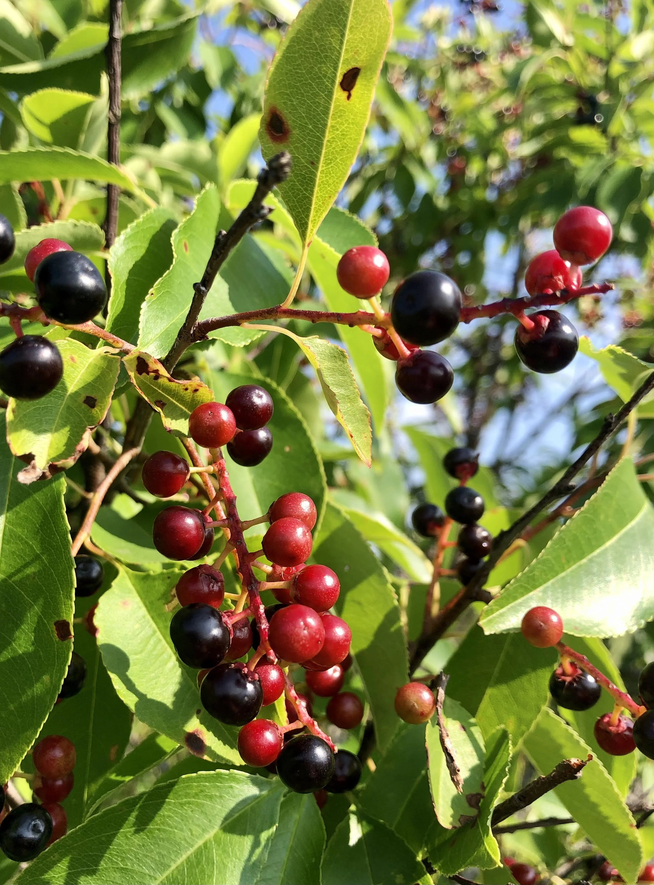 Guided Nature Walk - Bountiful Berries
