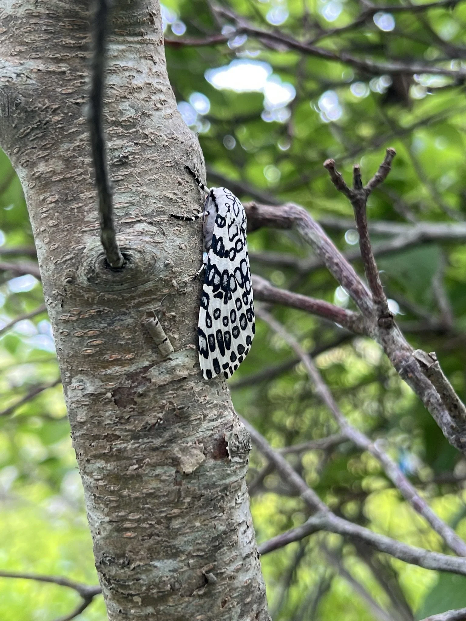 Guided Nature Walk - Wild Things at LLNF