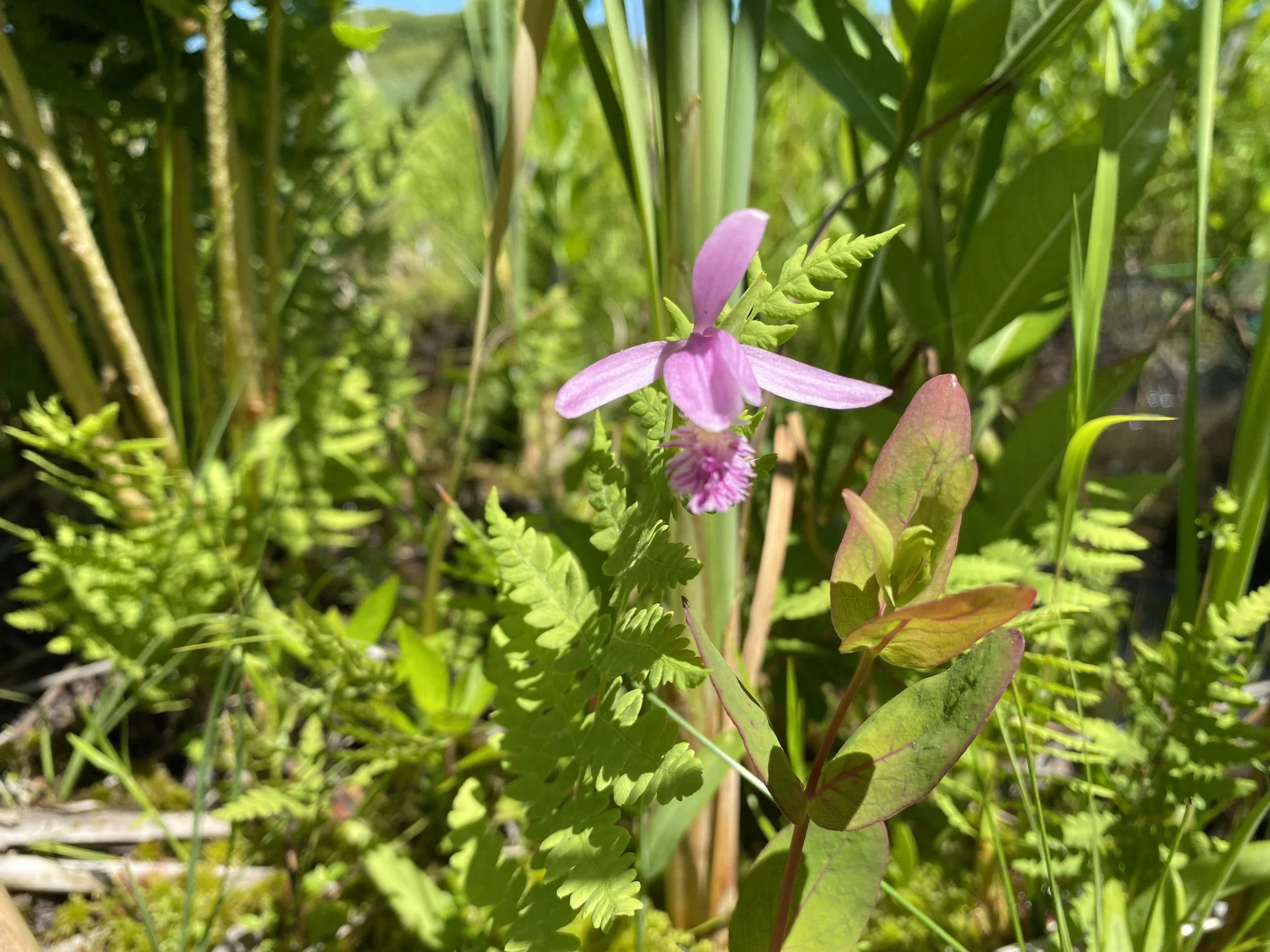 Guided Nature Walk - Nantucket Wildflowers!