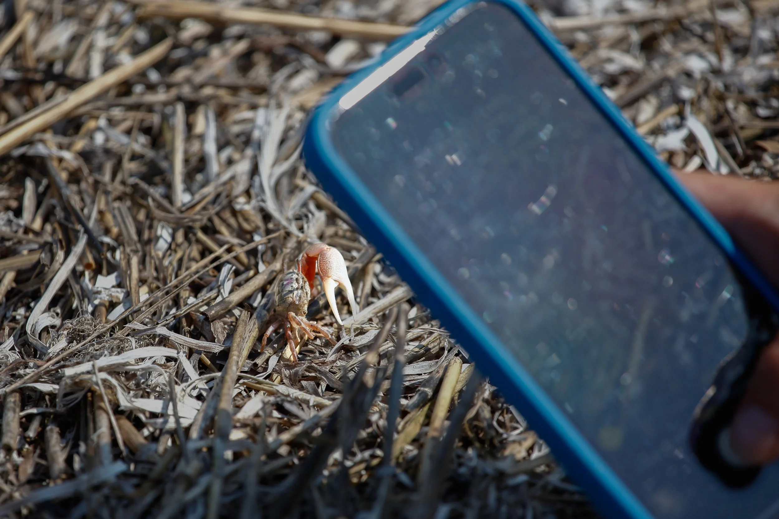 Guided Nature Walk - Nantucket BioBlitz
