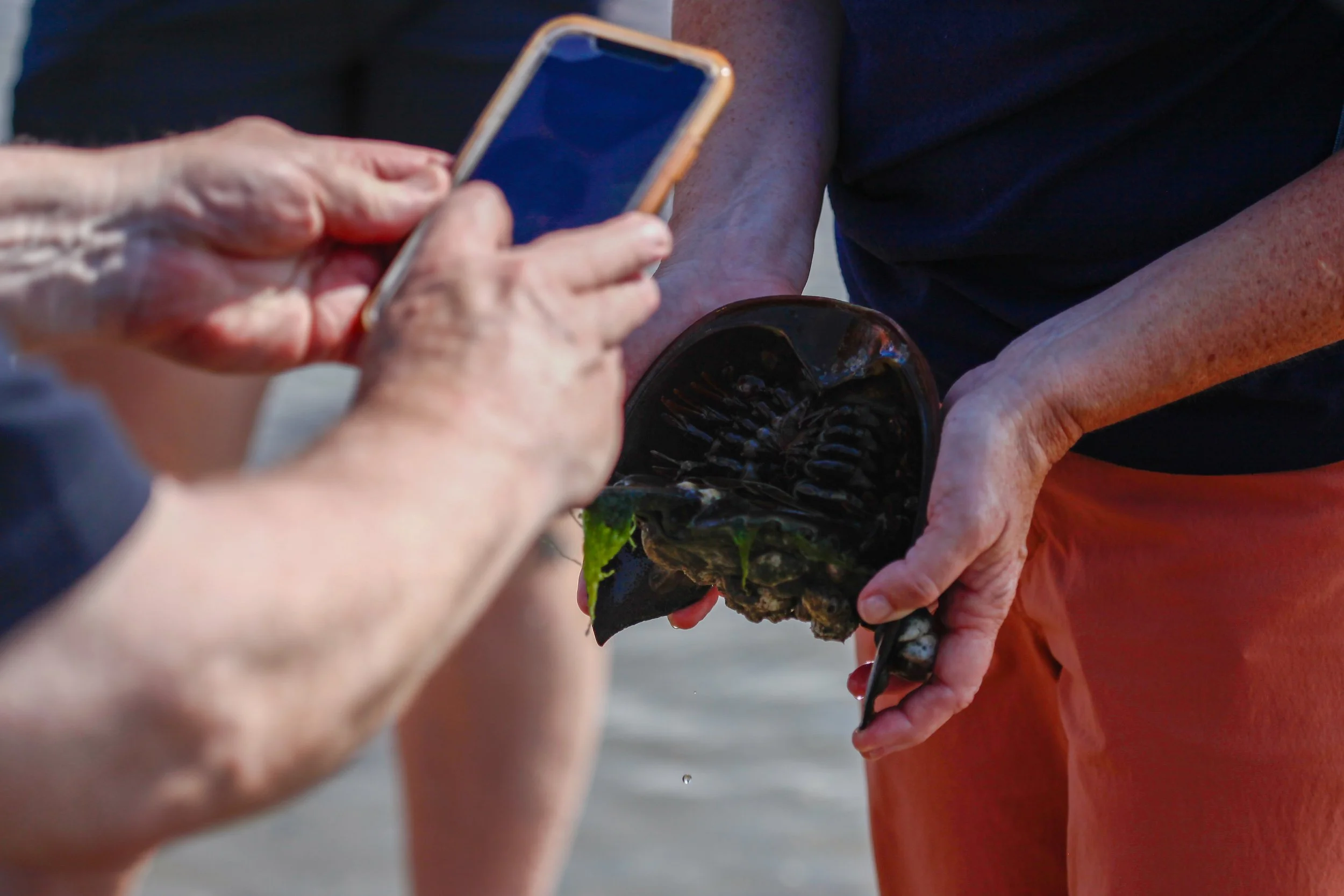 Guided Nature Walk - Nantucket BioBlitz 