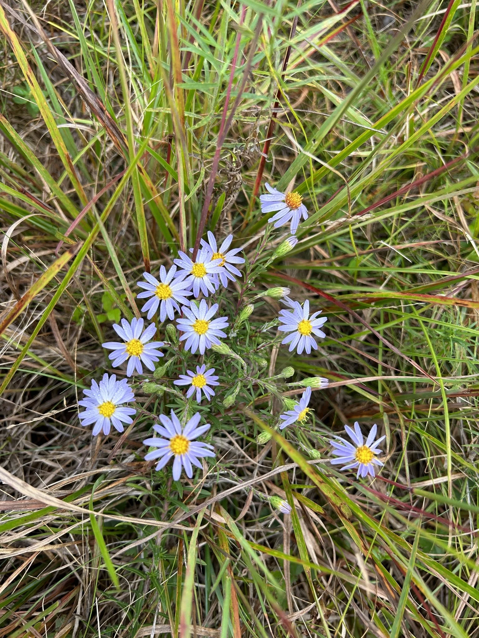 Guided Nature Walk - Nantucket Wildflowers!