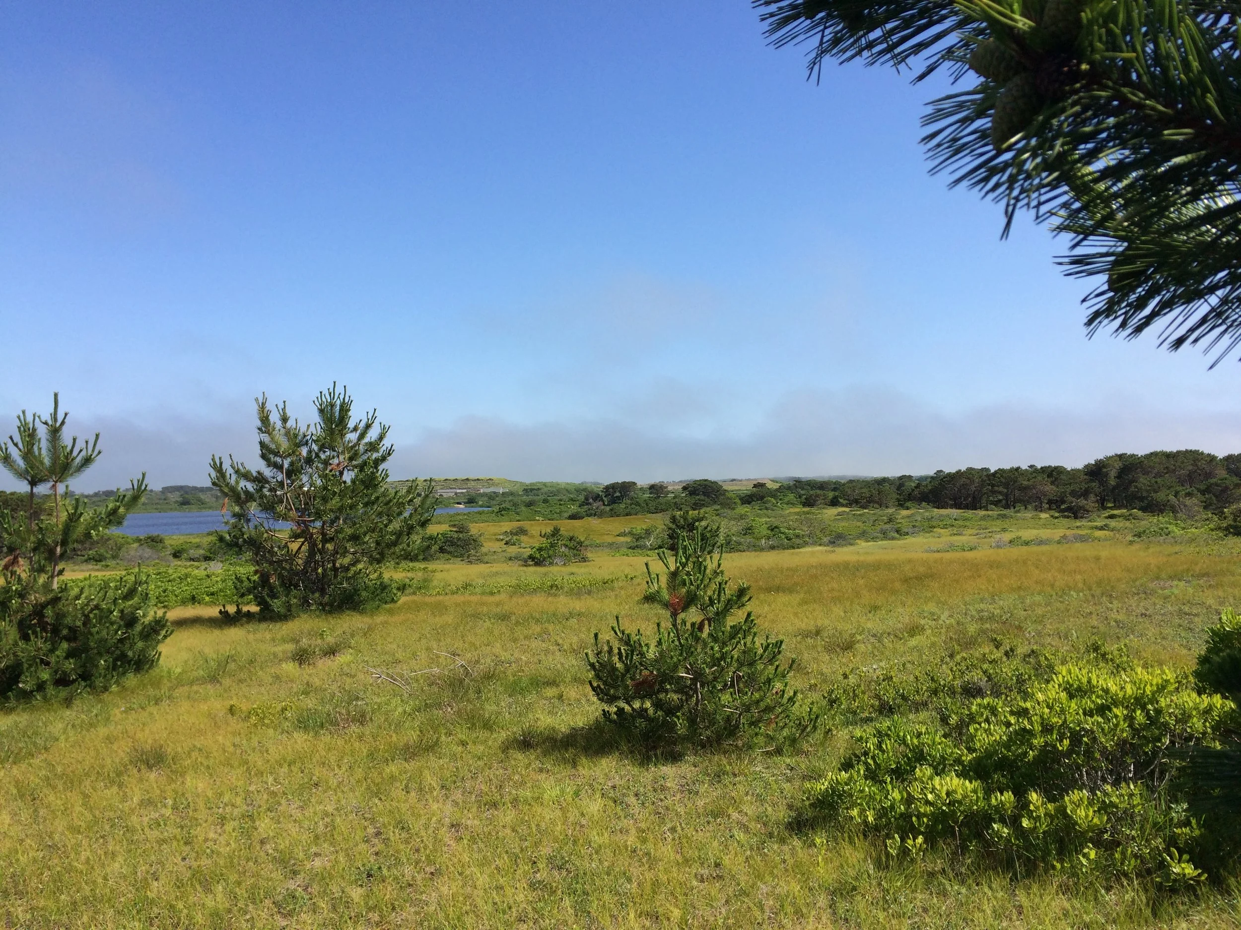 Guided Nature Walk - Sandplain Grassland Biodiversity