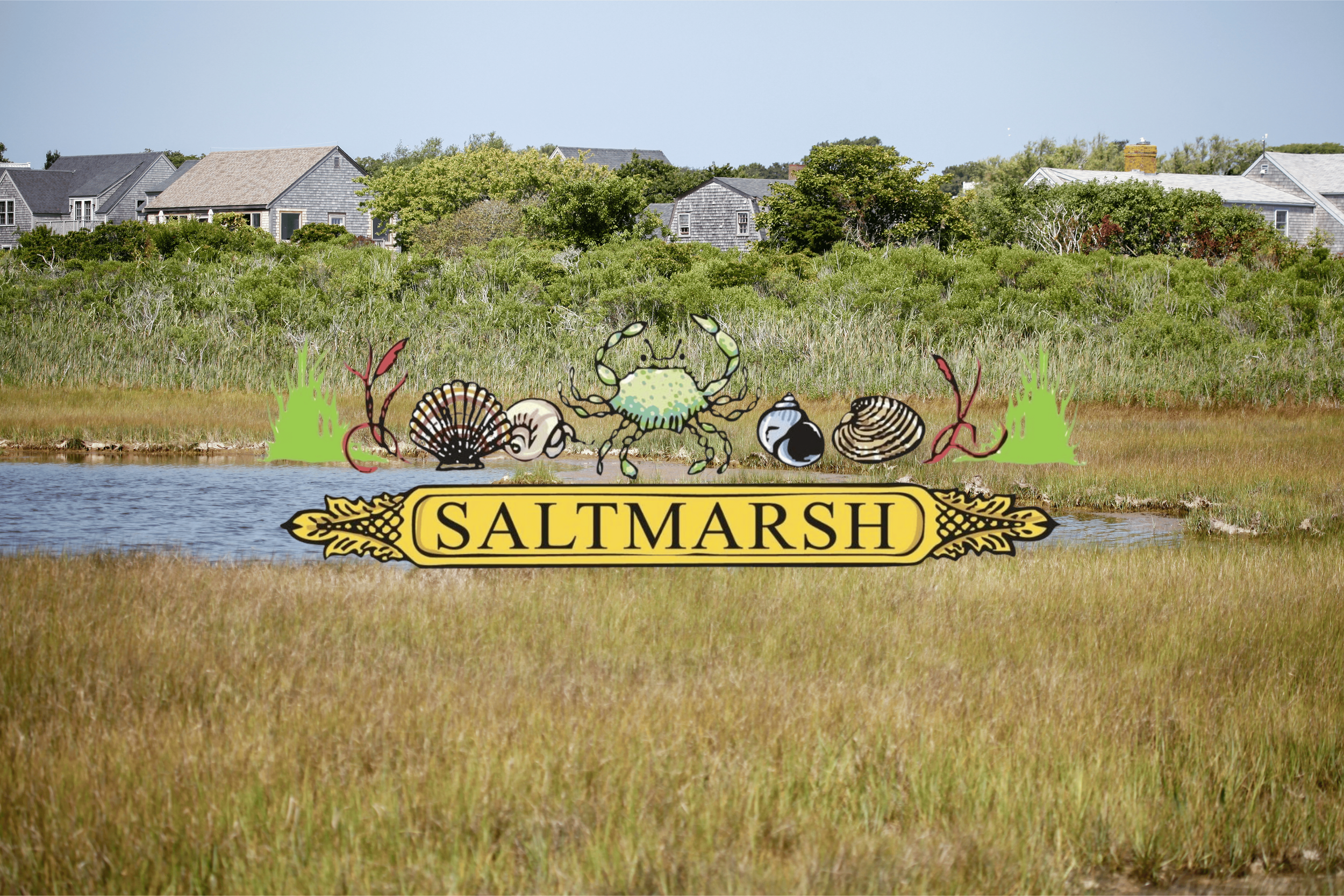 Saltmarsh in Nature Series - Birding at The Creeks