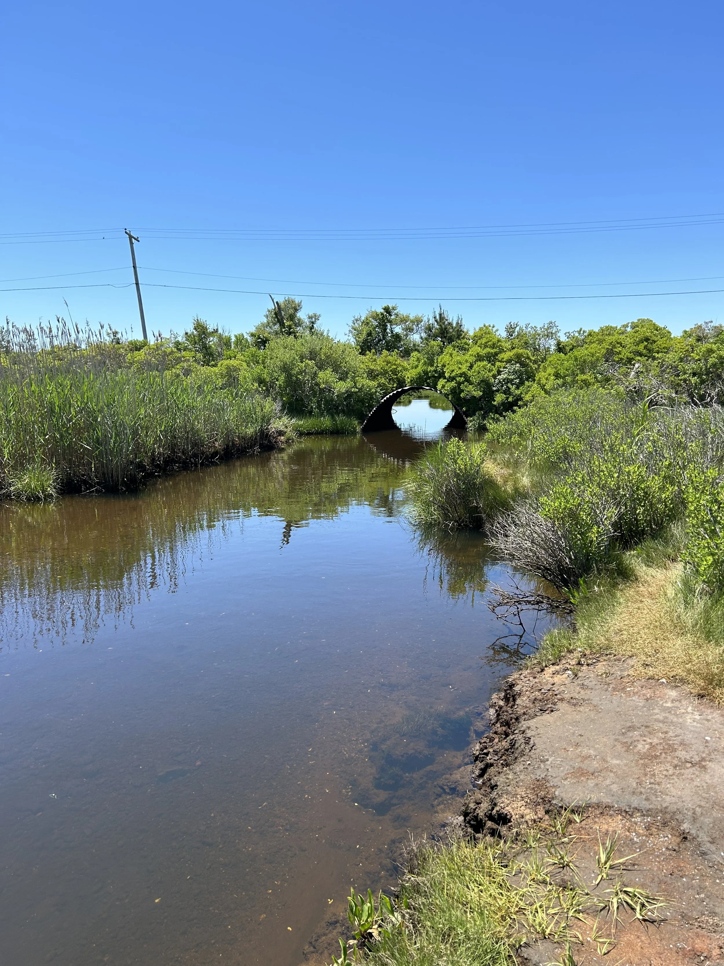 The Secrets of Madaket Ditch – a Tour of One of Nantucket’s Only True Estuaries