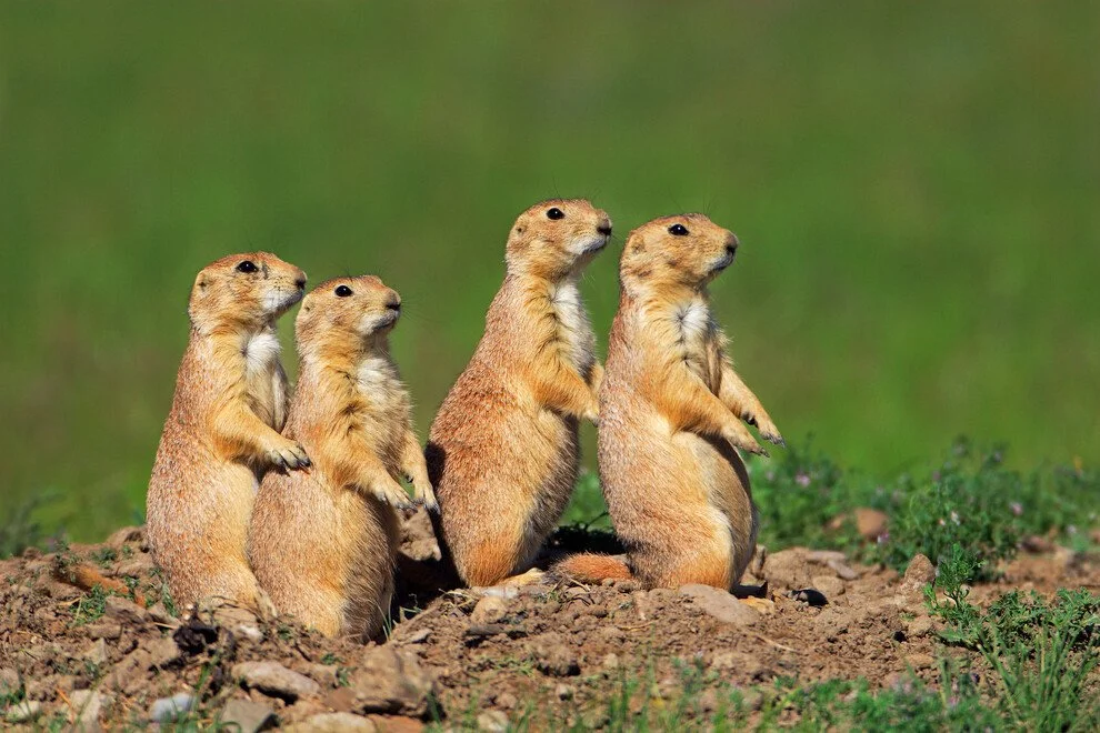 Current Nature: Prairie Dogs Of Nantucket