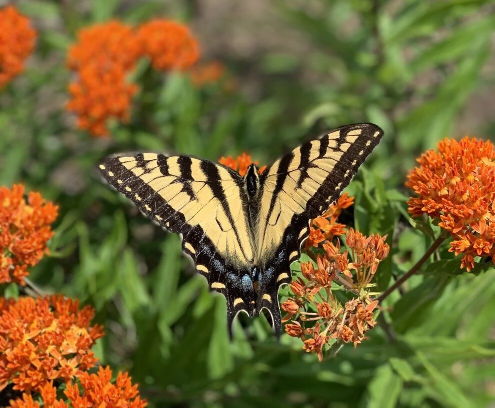 Current Nature: Biodiverse Butterflies