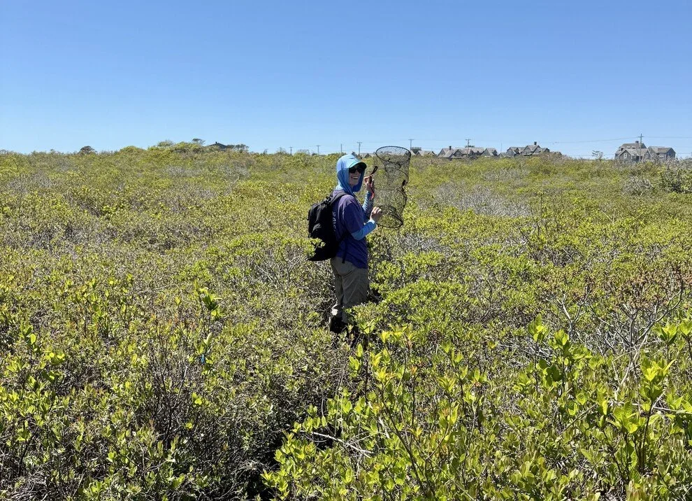 Current Nature: A Week Of Fieldwork On Nantucket
