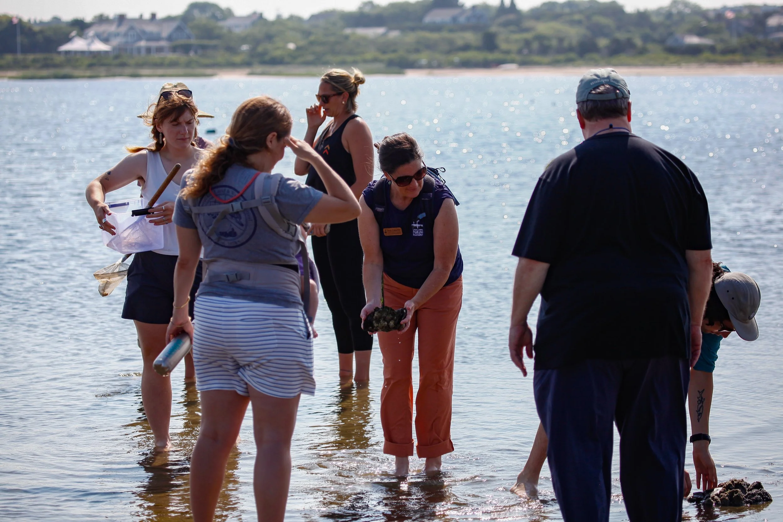 Explore the saltmarsh of the Creeks | Nantucket Inter-Island BioBlitz