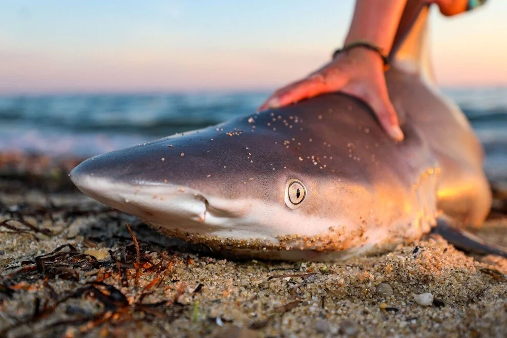 Current Nature: Nantucket Sharks Share The Sea