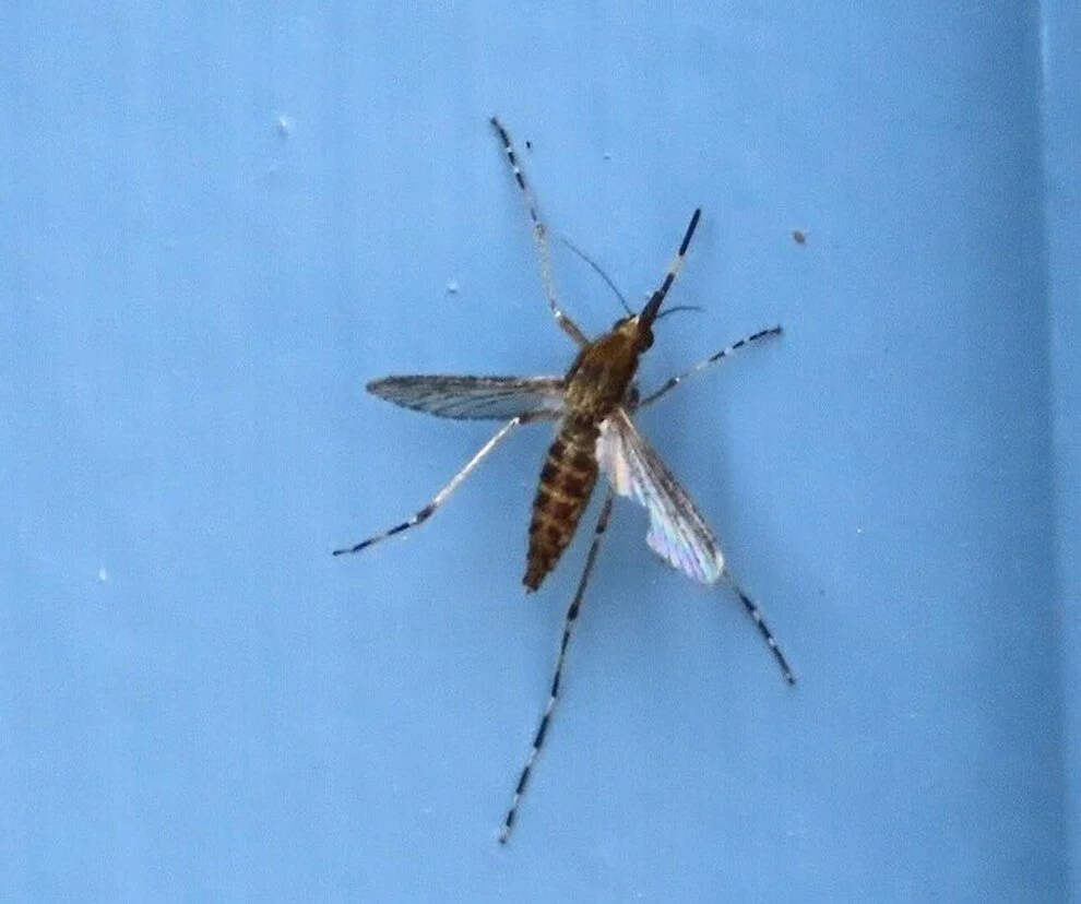 Current Nature: In The Know About Mosquitoes