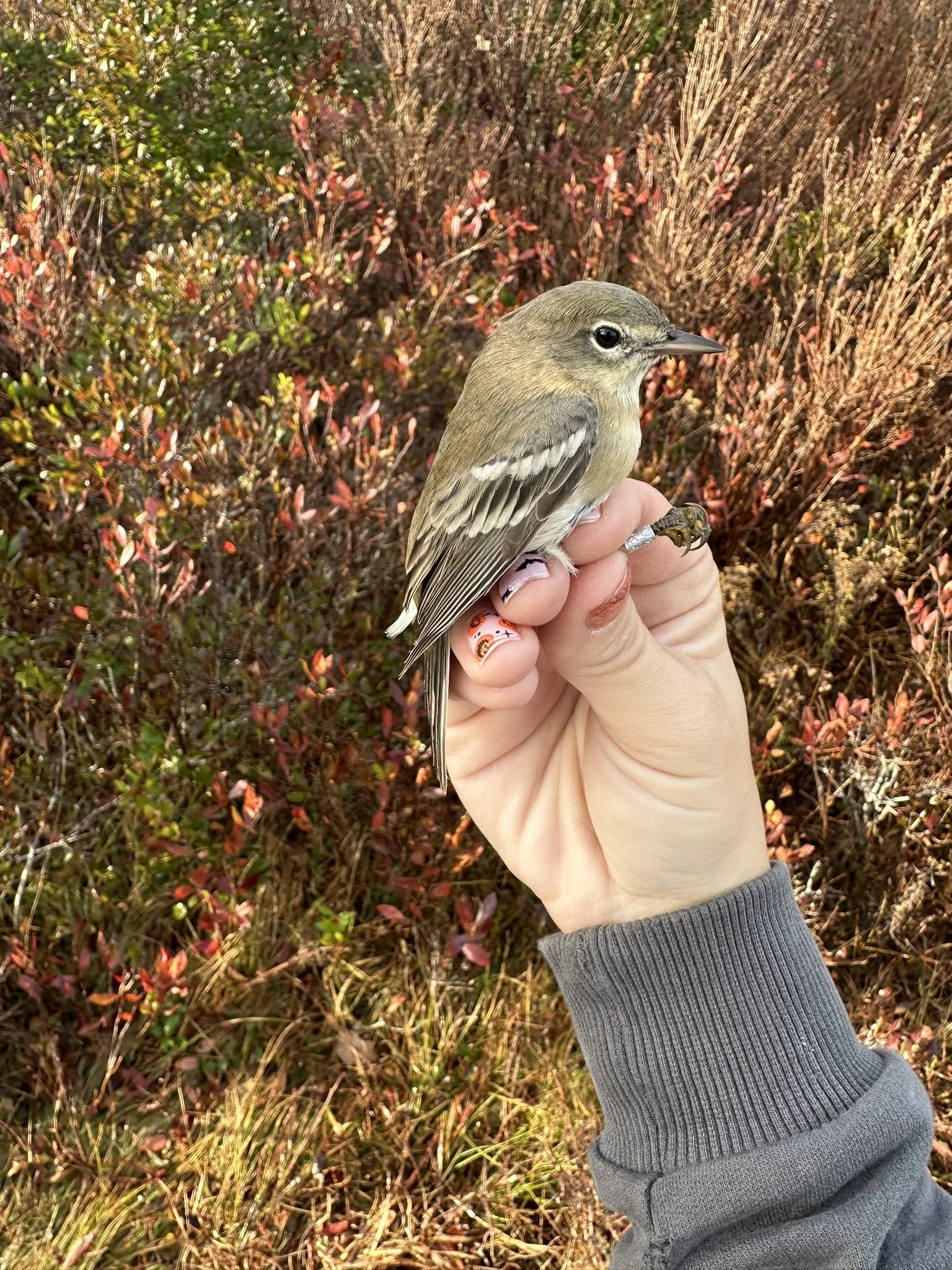 Bird Banding 