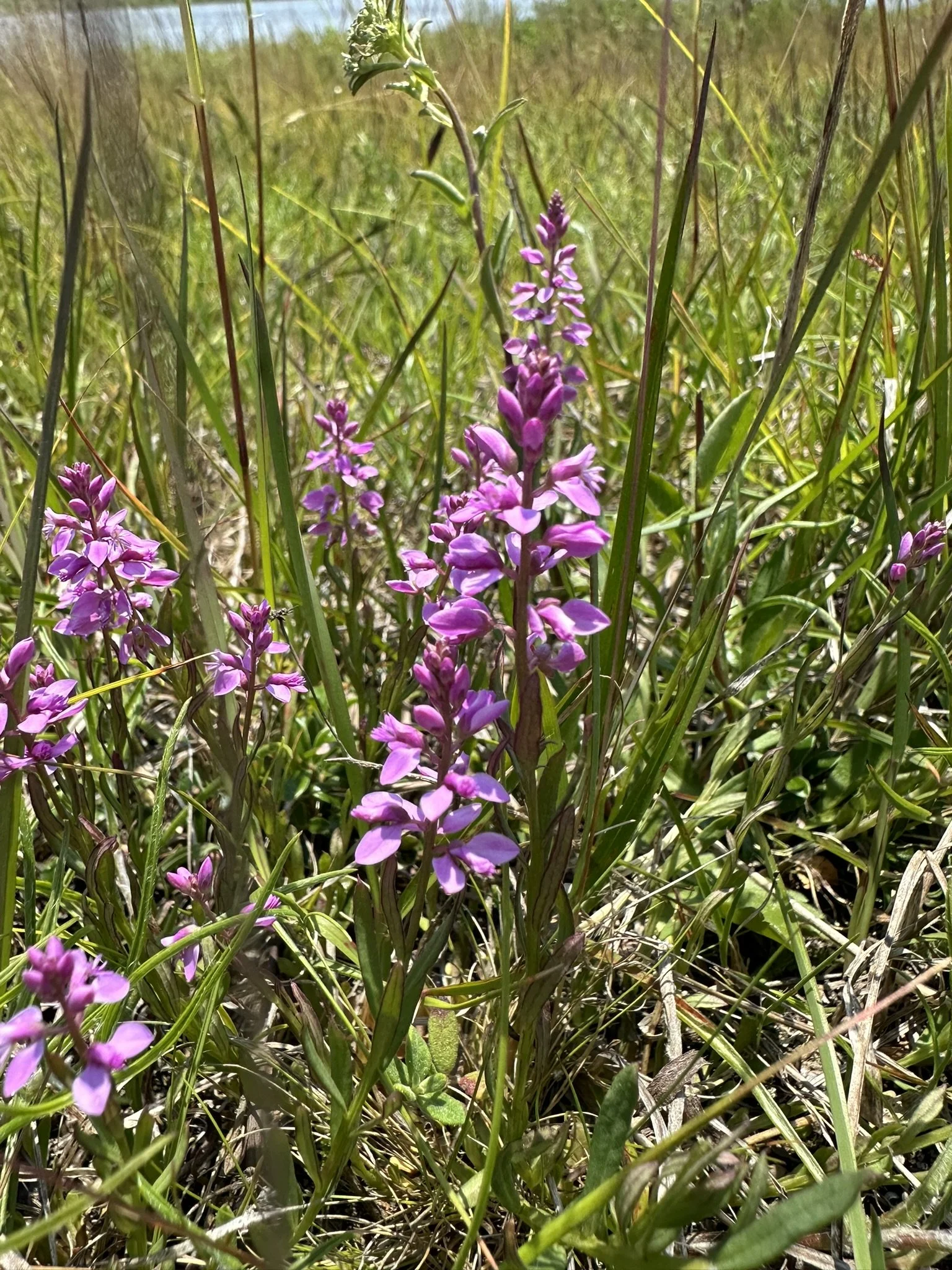 Native Flower Arranging and the Ecological Importance of Native Species