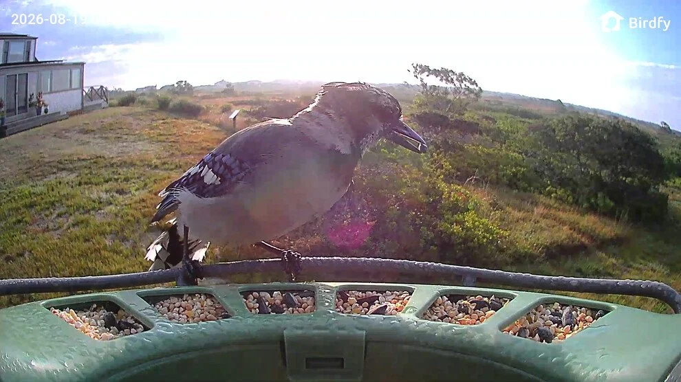 Current Nature: Bird Is The Word