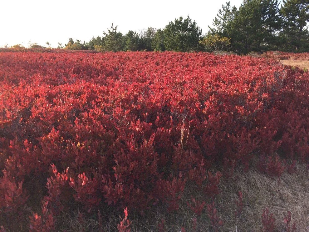 Current Nature: Fabulous Fall Foliage