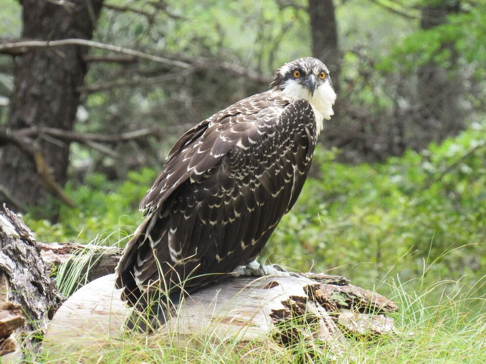 Current Nature: Year Two Of The Nantucket Osprey Watch Was a Success