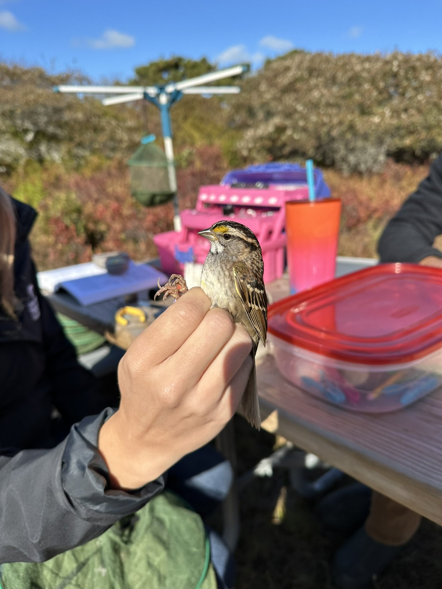 picture of a white throated sparrow, in the hand of a staff member who is banding the bird at a banding station