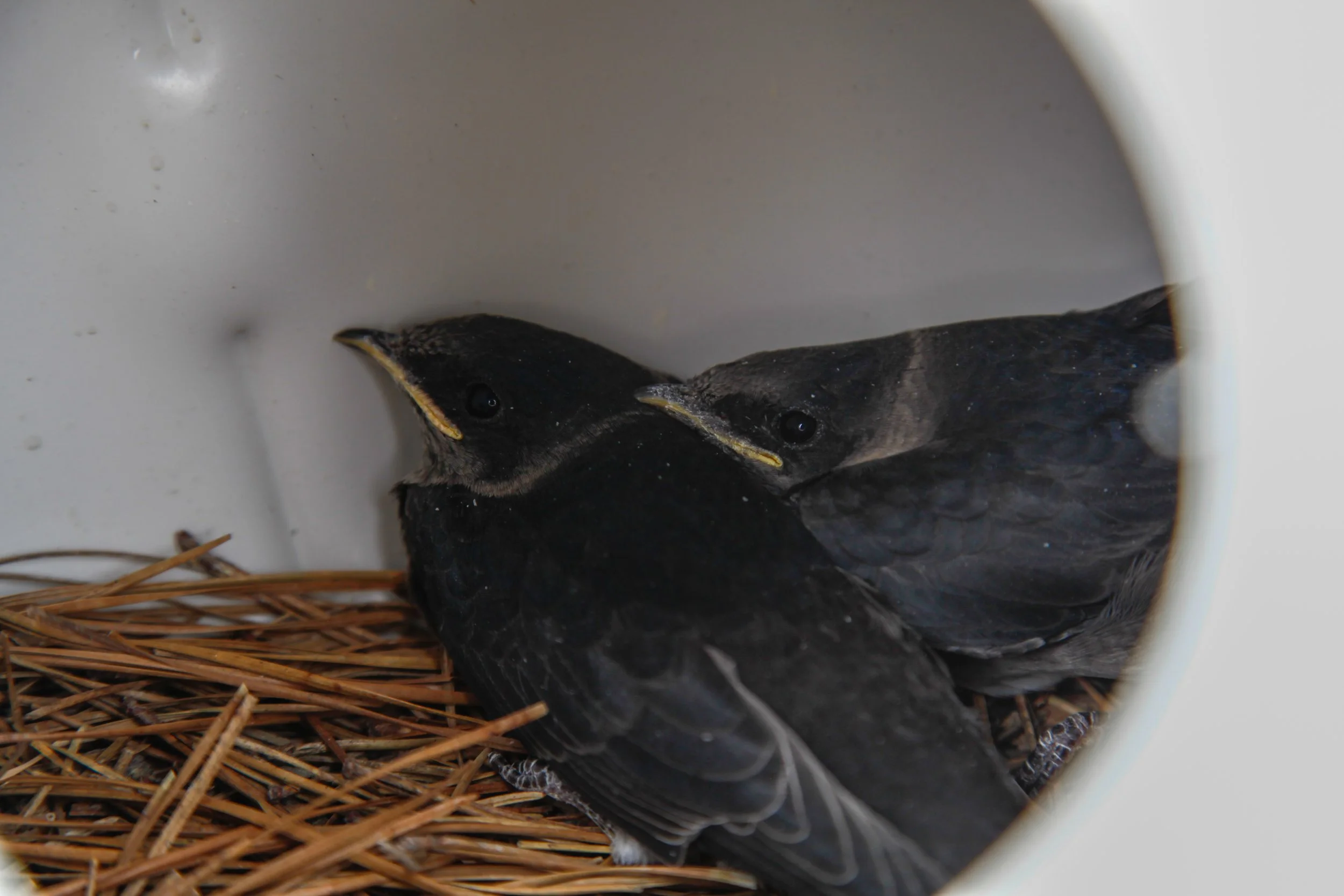 Purple Martin Conservation Milestone at Linda Loring Nature Foundation ...