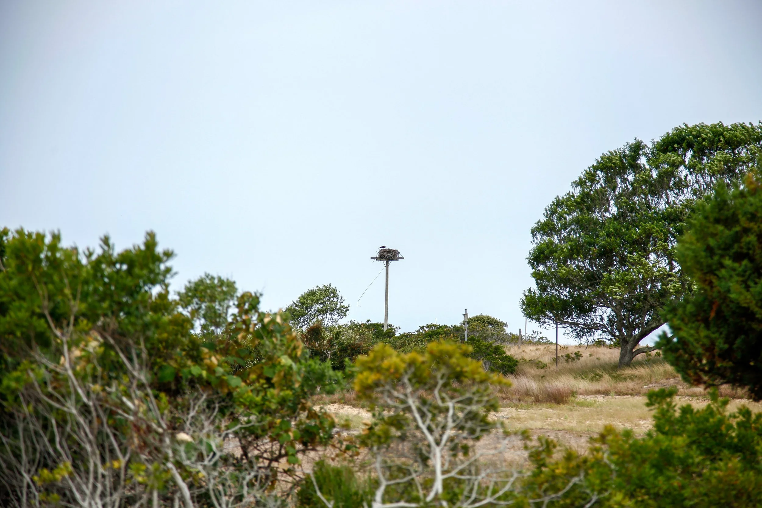 Support the Linda Loring Nature Foundation — Linda Loring Nature Foundation