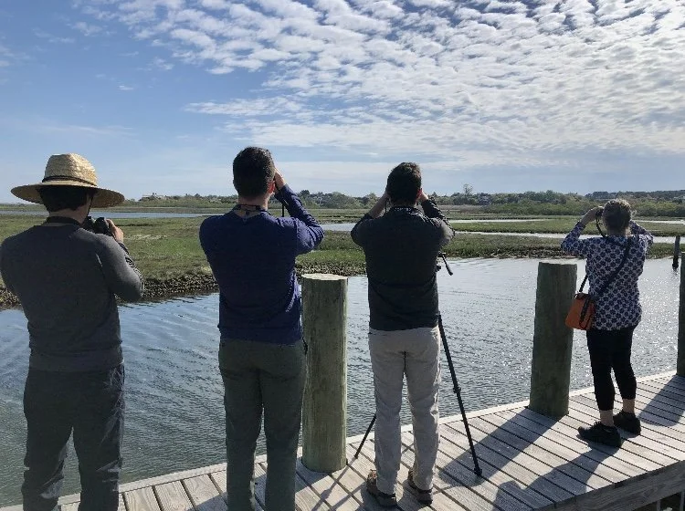 Free Birding Tour on Nantucket | Suitable for everyone — Linda Loring ...