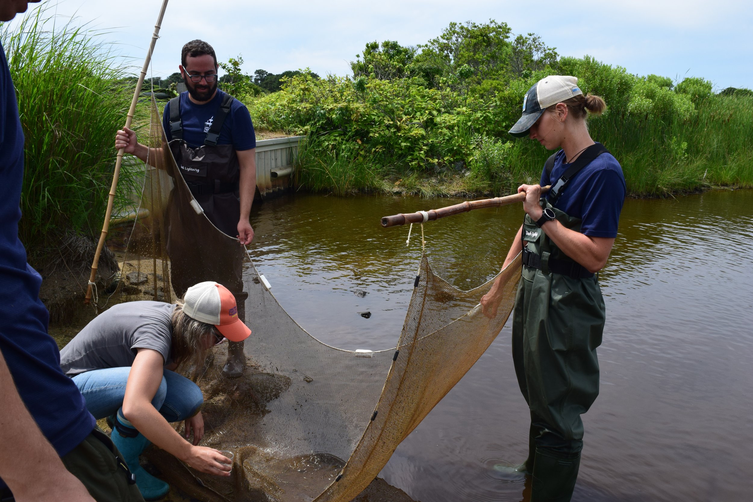 Seining for Long Pond Creatures — Linda Loring Nature Foundation