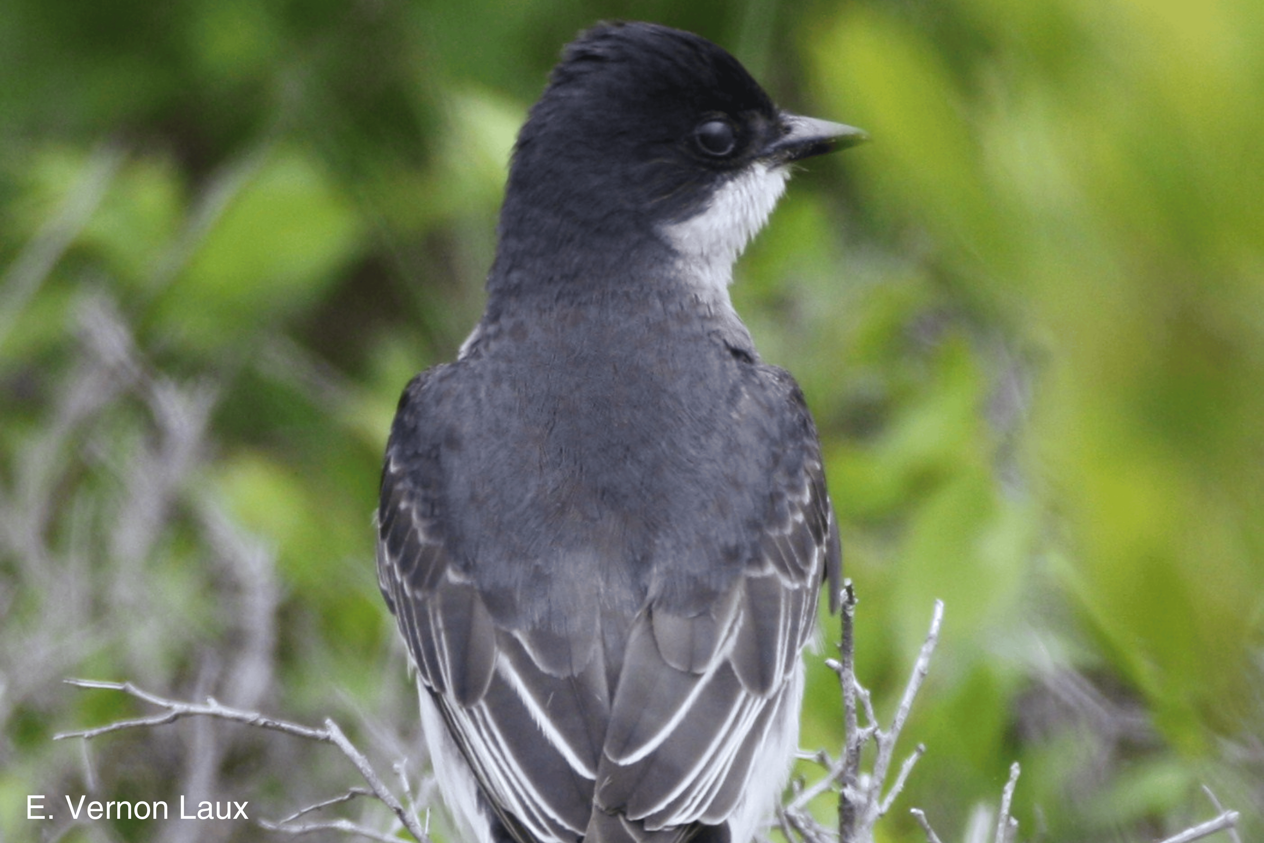 Birding Trips on Nantucket Island — Linda Loring Nature Foundation