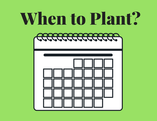 WHEN TO PLANT