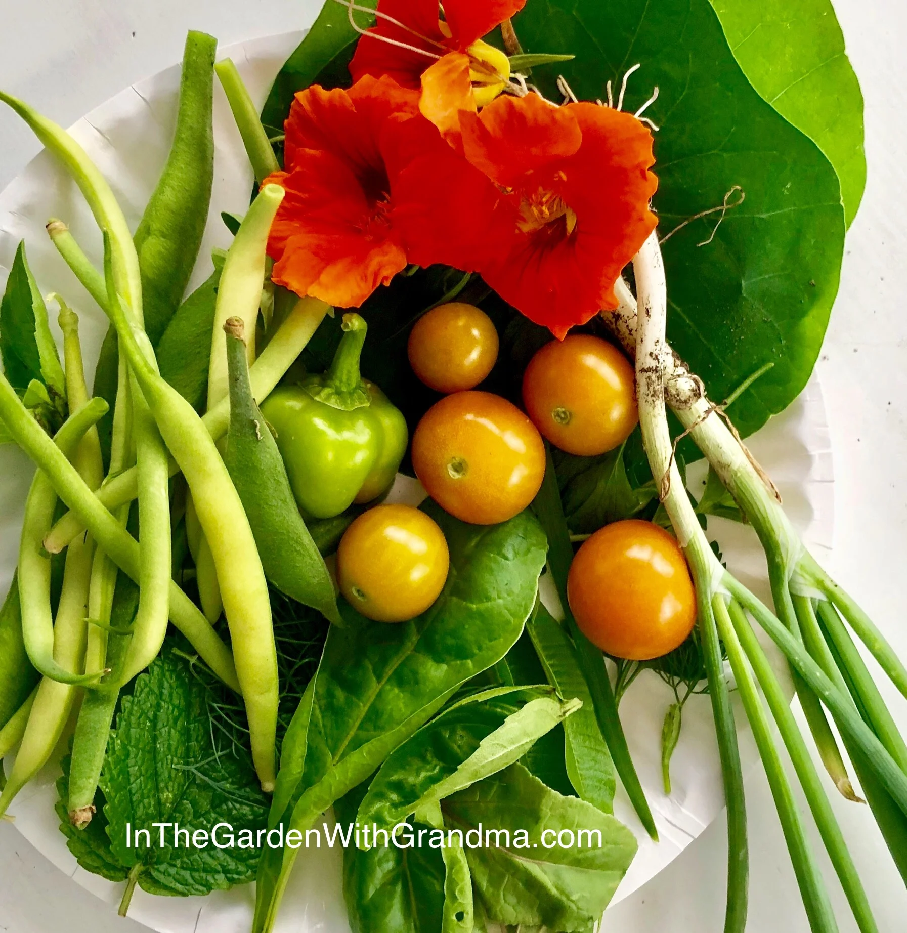 Garden Vegetables Picked This Morning