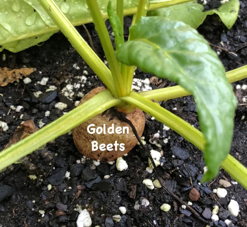 fullsizeoutput_247b.jpeg
