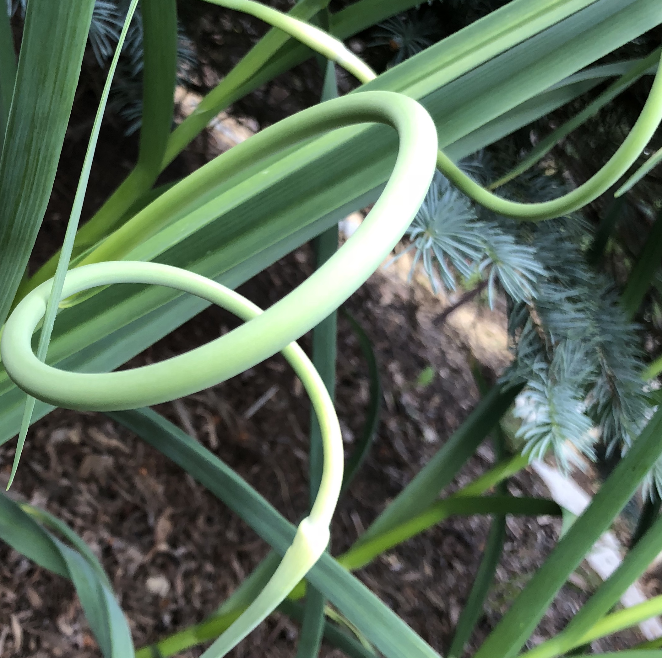 Garlic scapes appear about a month or so before harvest. They are edible and can be used in cooking. They are removed to allow energy to go into bulb formation.