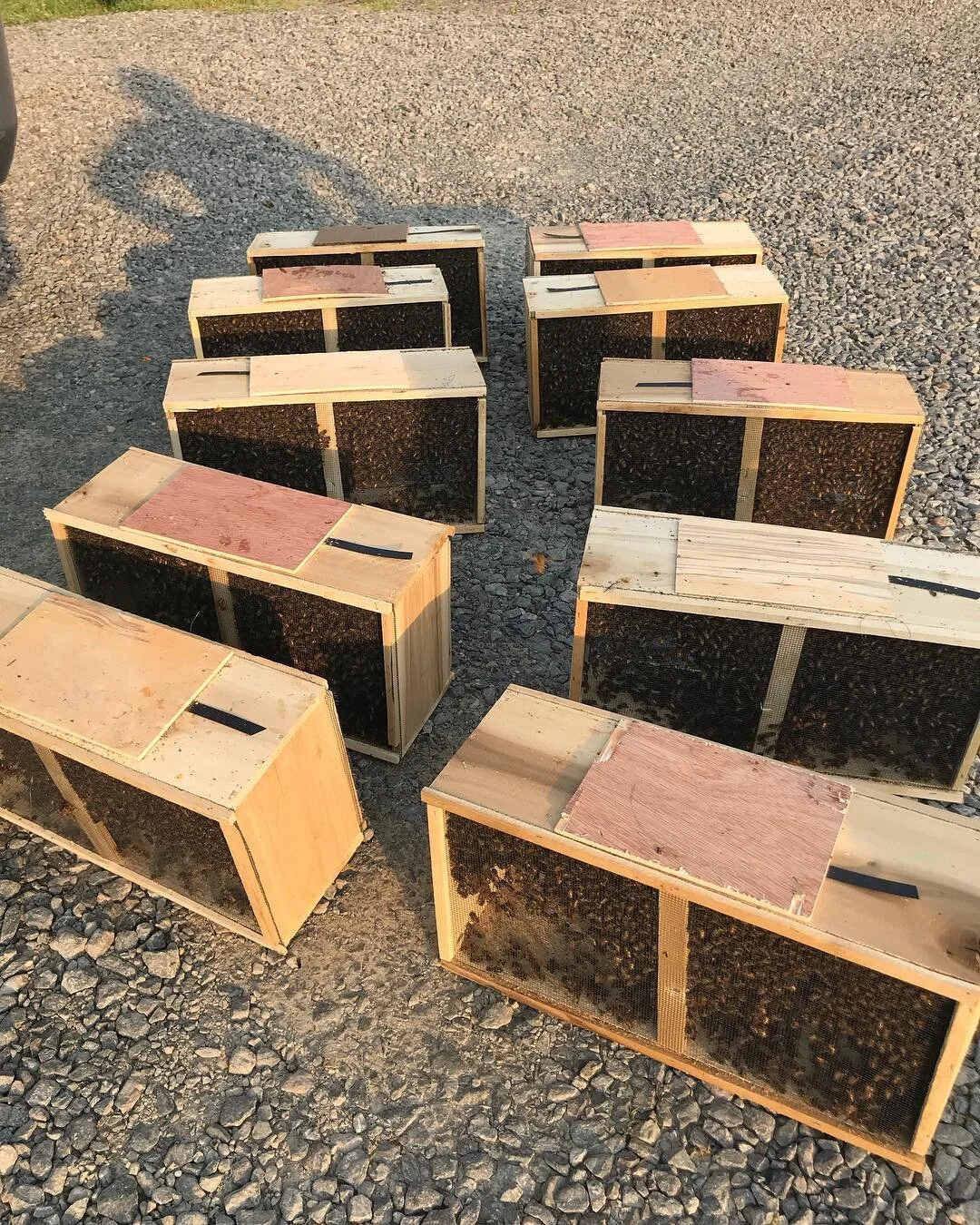 3LB - Live Honeybee Packages