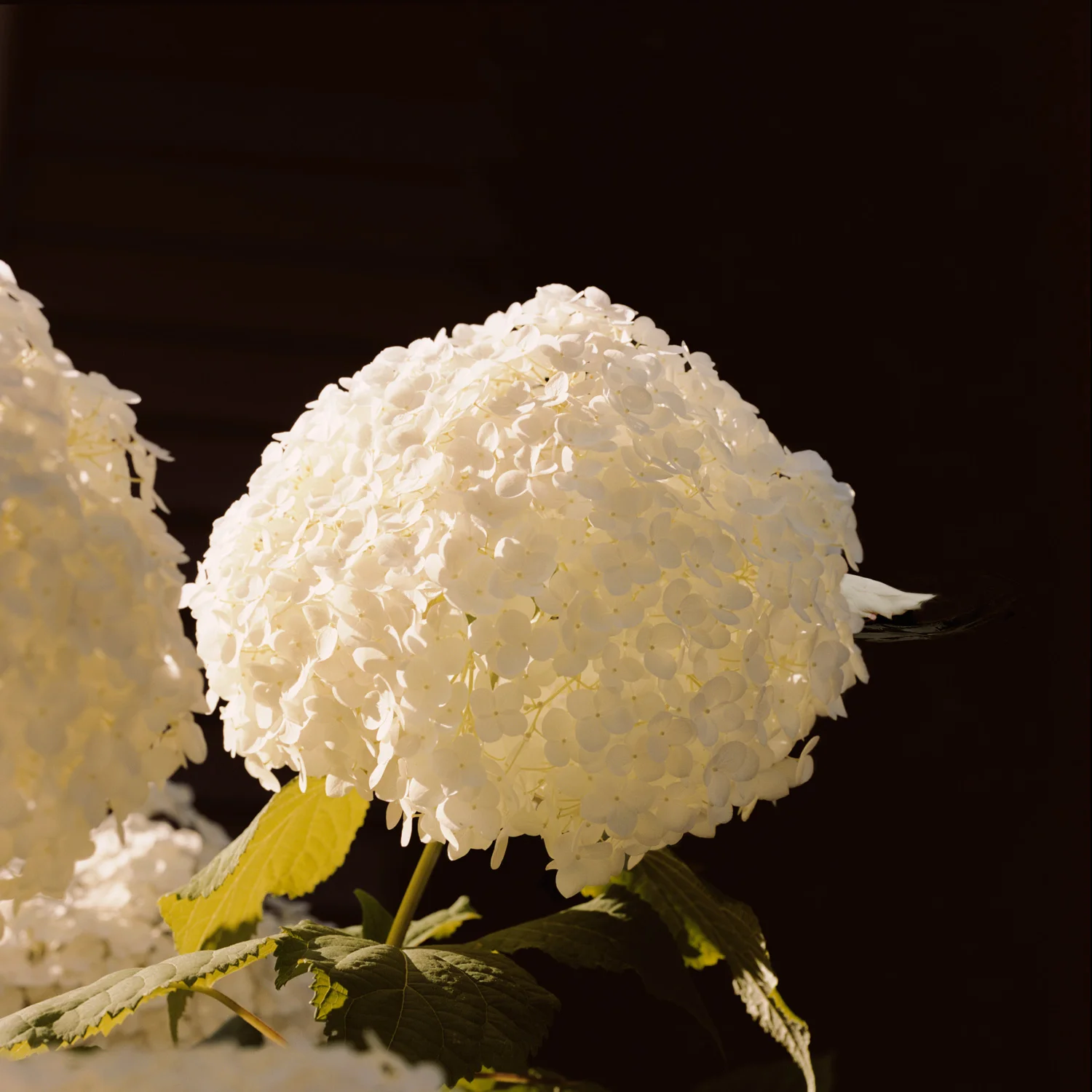    Anecdote of the Duck   2009, 30″ x 30″, lambda print 