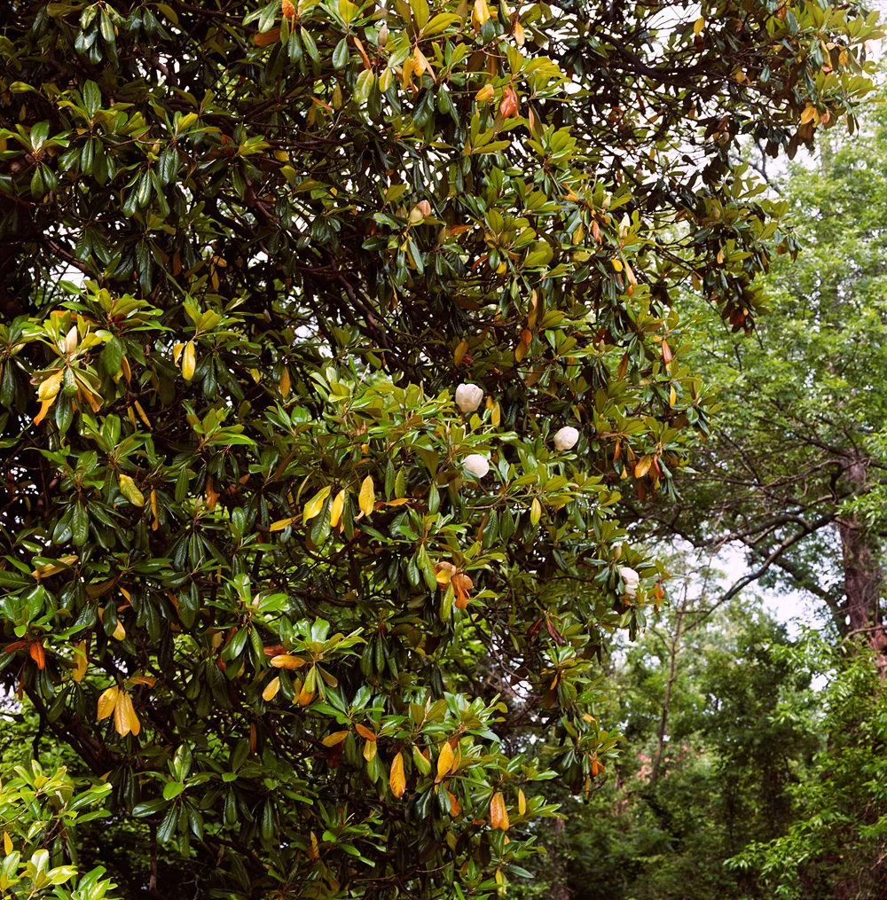    Three Buds, One Foe   2007, 50″ x 50″, lambda print 