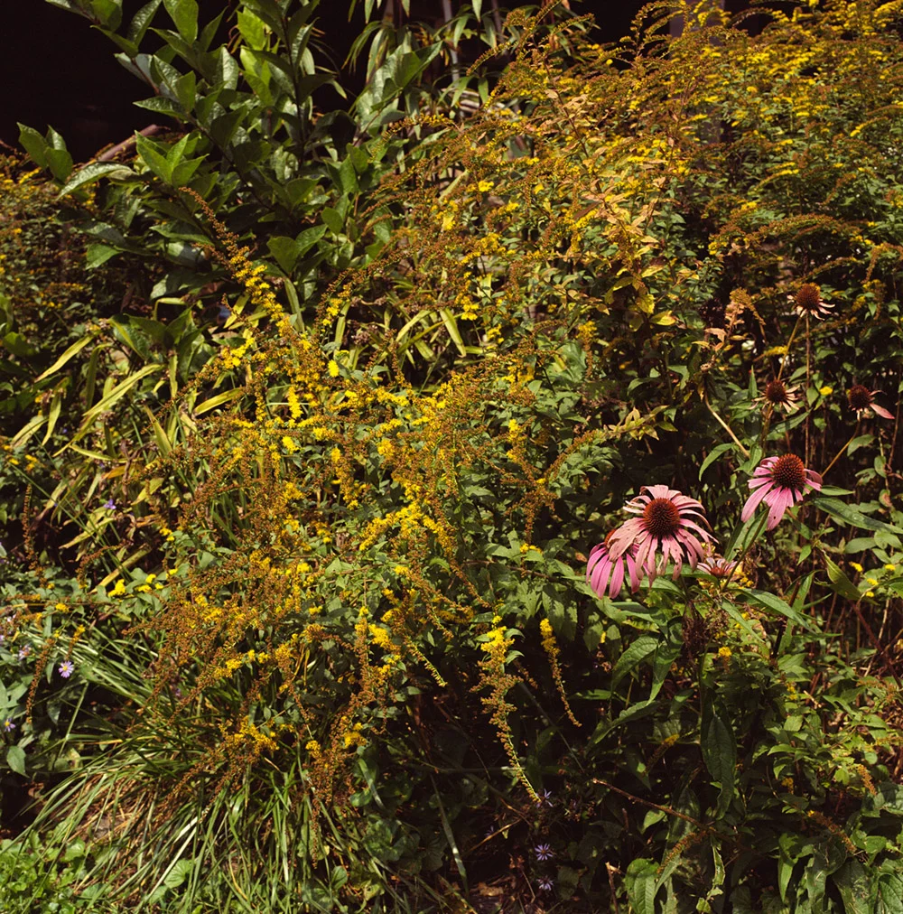    Community Plot    2011, 48″ x 48″, lambda print  