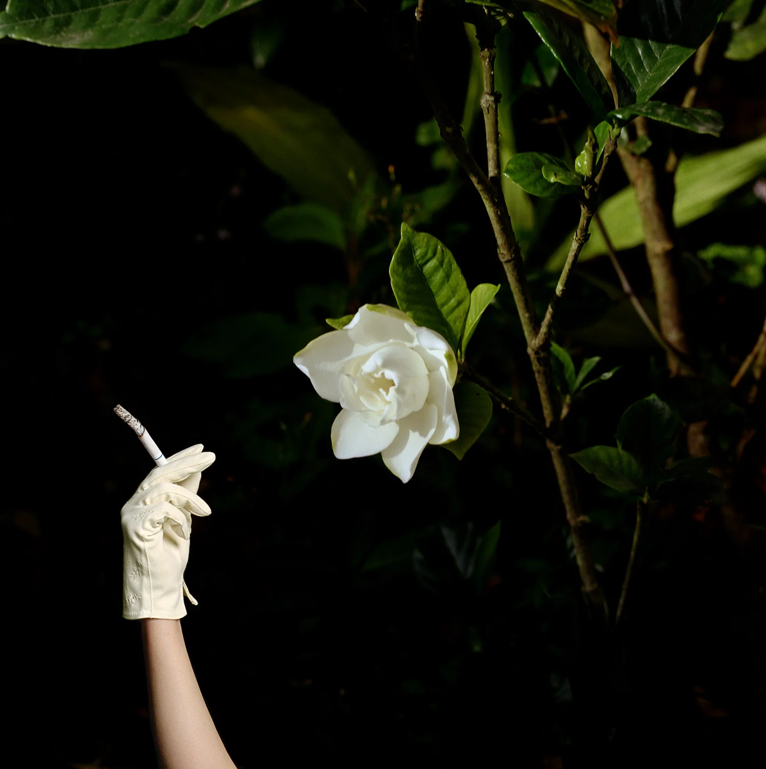    Night Ramble   2008, 40″ x 40″, lambda print 