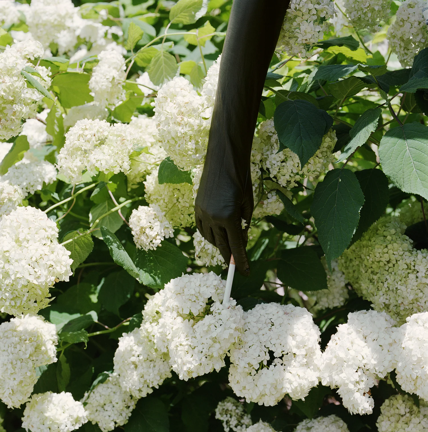    Not your friend   2008, 40″ x 40″, lambda print 