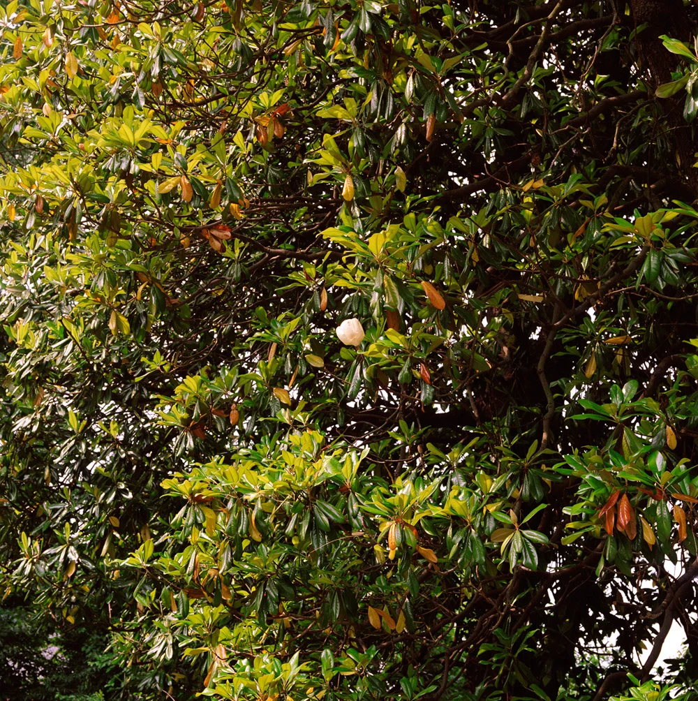    One Bud   2007, 50″ x 50″, lambda print 