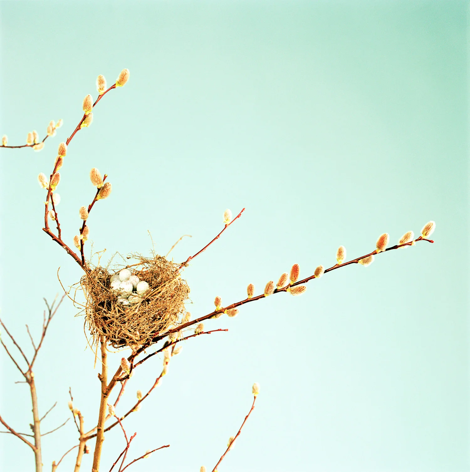 Precarious Brood 2001, print 35″ x 35″, lambda print