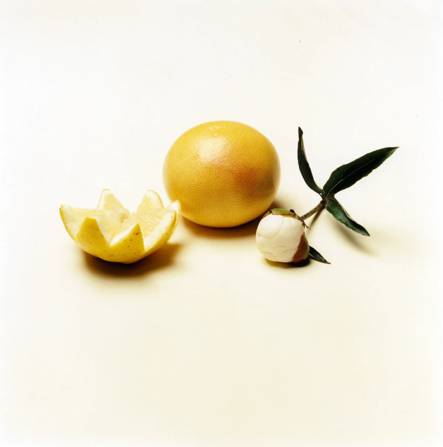 Still Life with Thick Skin 2001, 27″ x 27″, c-print