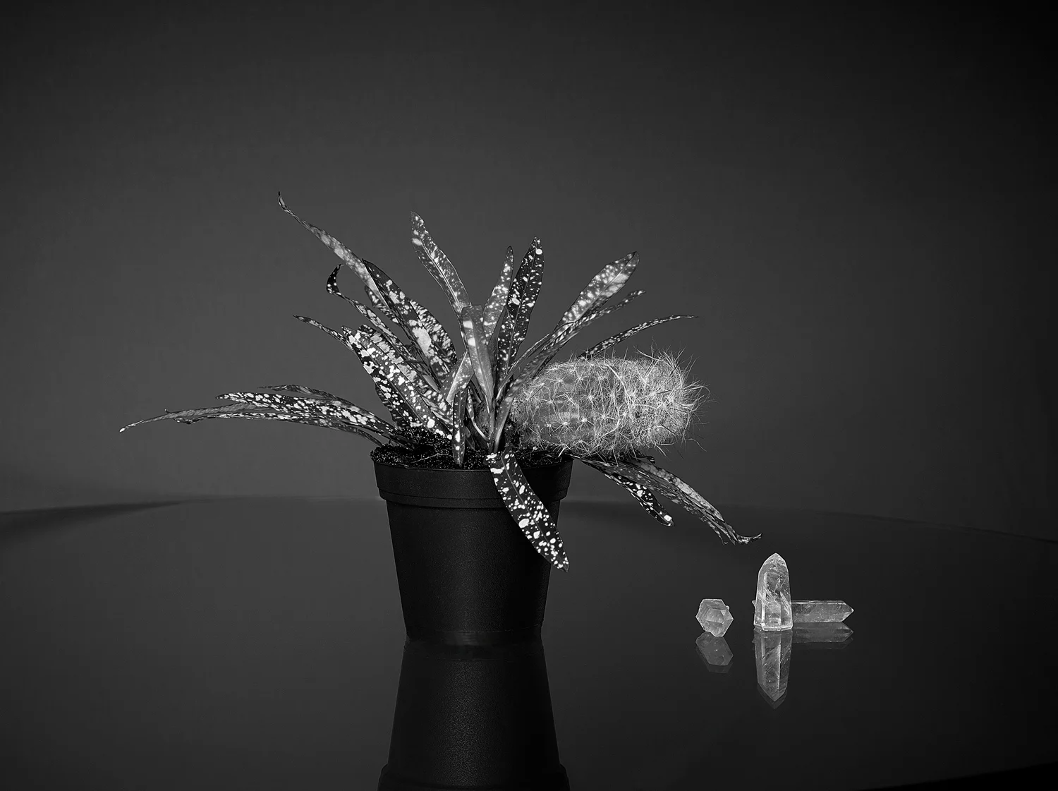    My last stab   2017, 18" x 14", archival pigment print 
