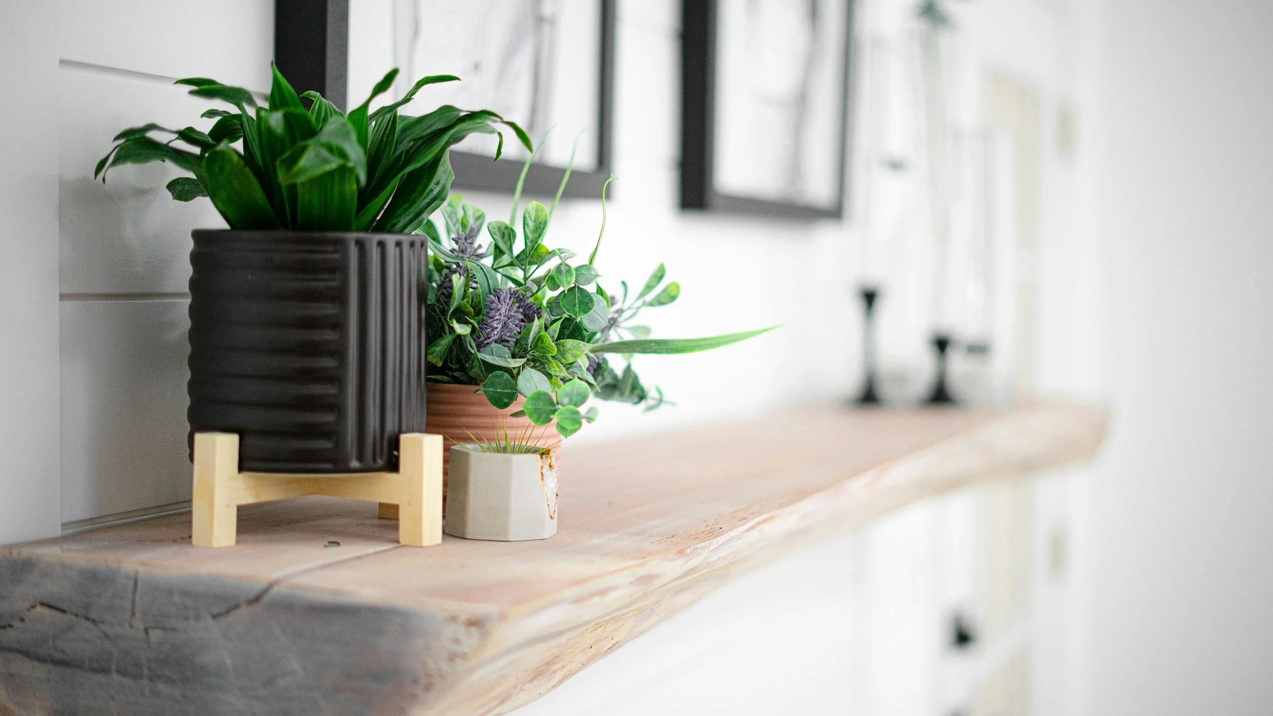 Close-up of potted houseplants on a wooden shelf near window with black frames, in a bright interior space.