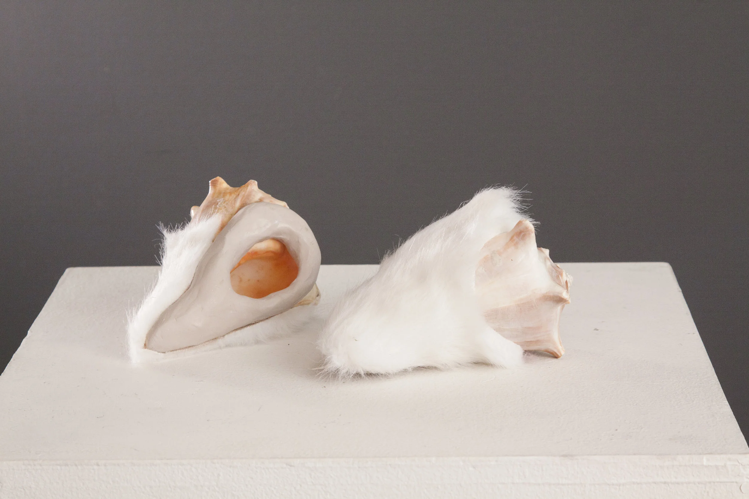 Ear Shells
